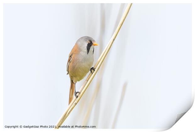 Male Bearded Reedling Print by GadgetGaz Photo