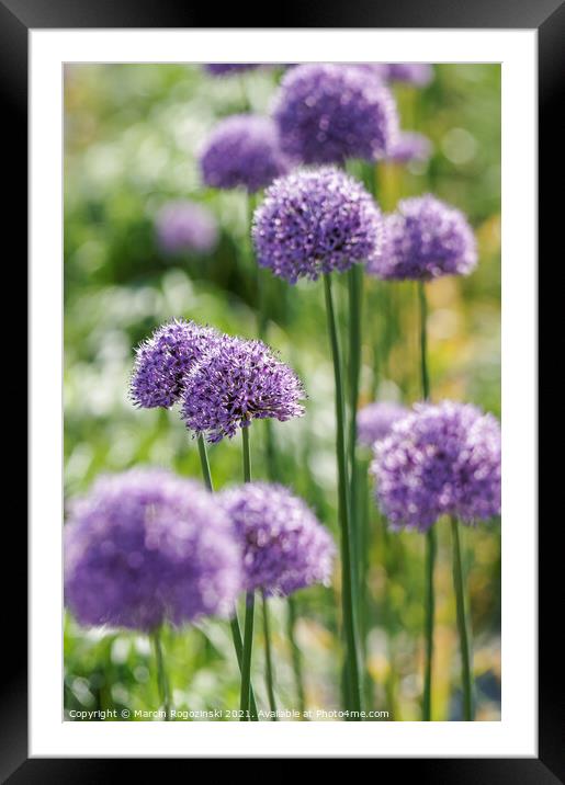 Purple Allium ball head flowers Framed Mounted Print by Marcin Rogozinski