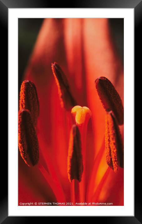 The Center of Attention Framed Mounted Print by STEPHEN THOMAS