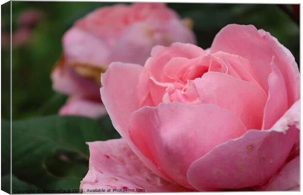 Pink Roses  Canvas Print by Antoinette B