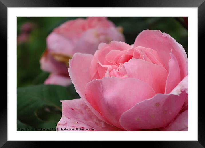 Pink Roses  Framed Mounted Print by Antoinette B