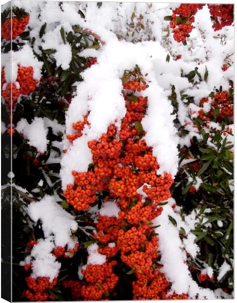 Snow on Red Berries Canvas Print by Stephanie Moore