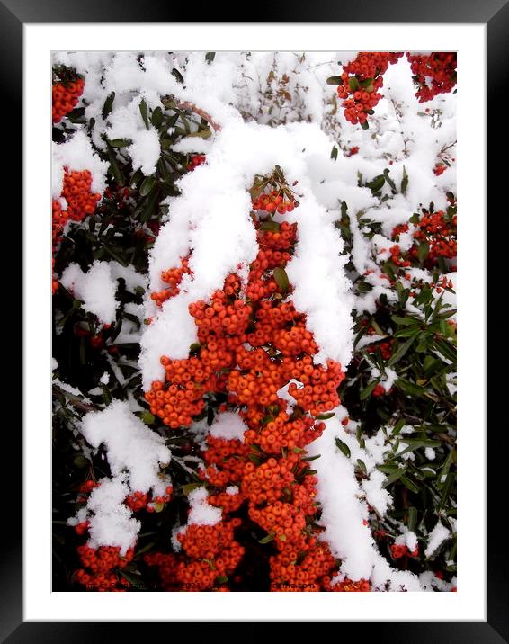Snow on Red Berries Framed Mounted Print by Stephanie Moore