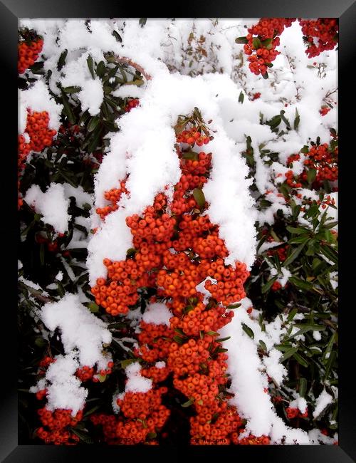 Snow on Red Berries Framed Print by Stephanie Moore