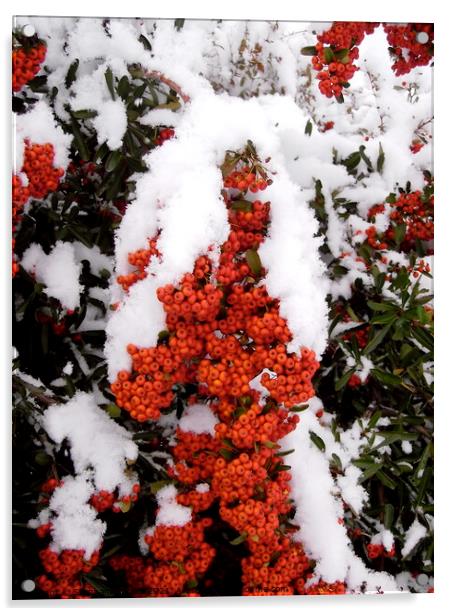Snow on Red Berries Acrylic by Stephanie Moore