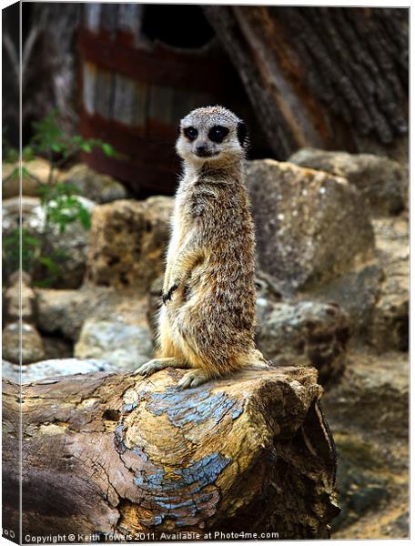 Meerkat - The Poser Canvases & Prints Canvas Print by Keith Towers Canvases & Prints