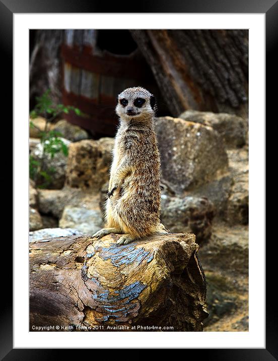 Meerkat - The Poser Canvases & Prints Framed Mounted Print by Keith Towers Canvases & Prints