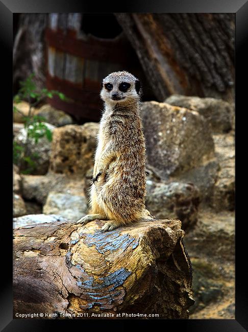 Meerkat - The Poser Canvases & Prints Framed Print by Keith Towers Canvases & Prints