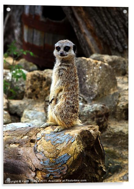 Meerkat - The Poser Canvases & Prints Acrylic by Keith Towers Canvases & Prints