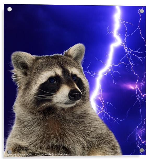 RACCOON Acrylic by OTIS PORRITT