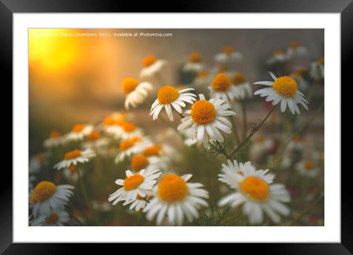 Chamomile Glow Framed Mounted Print by Alison Chambers