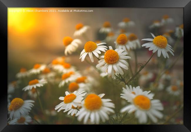 Chamomile Glow Framed Print by Alison Chambers