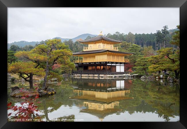 View of Kinkakuji, Temple of the Golden Pavilion buddhist temple Framed Print by Yann Tang