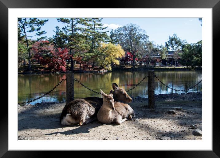 Japanese deer playing at Nara Park with red maple leaves tree on Framed Mounted Print by Yann Tang