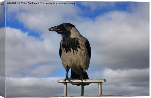Hooded Crow, Corvus Cornix, Against Sky Canvas Print by Taina Sohlman
