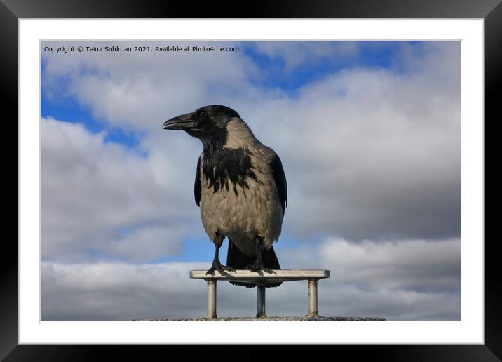 Hooded Crow, Corvus Cornix, Against Sky Framed Mounted Print by Taina Sohlman