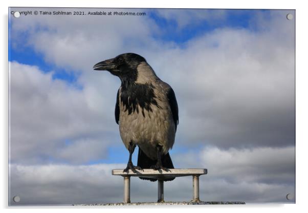 Hooded Crow, Corvus Cornix, Against Sky Acrylic by Taina Sohlman