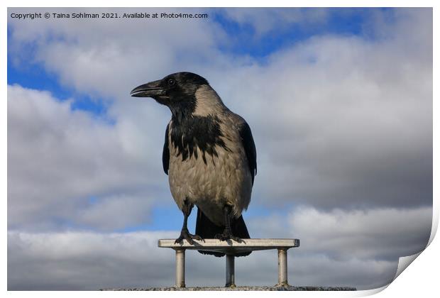 Hooded Crow, Corvus Cornix, Against Sky Print by Taina Sohlman