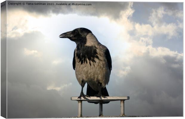 Hooded Crow Against Dramatic Sky Canvas Print by Taina Sohlman