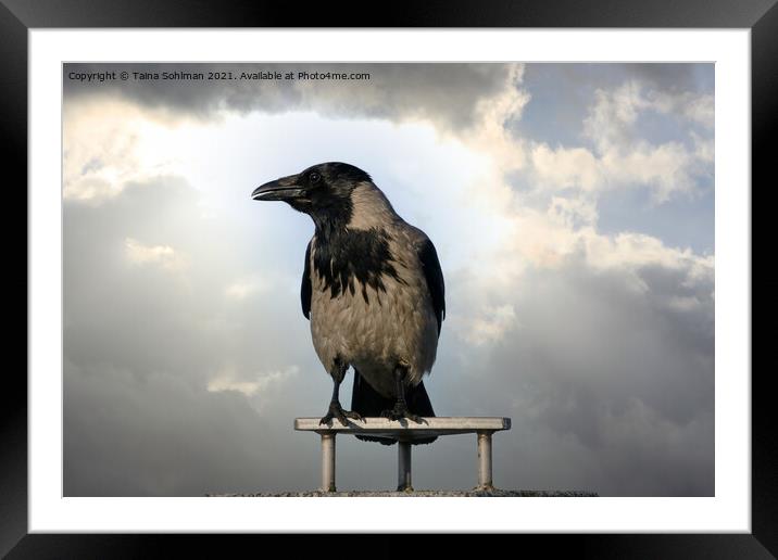 Hooded Crow Against Dramatic Sky Framed Mounted Print by Taina Sohlman