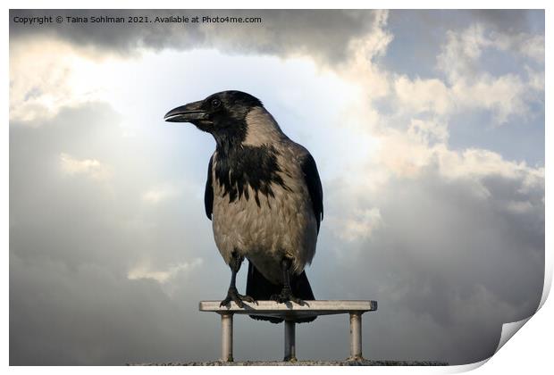 Hooded Crow Against Dramatic Sky Print by Taina Sohlman