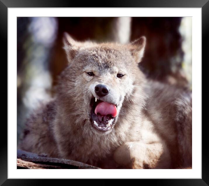 Fangs of a wolf Framed Mounted Print by Andrew Bishop