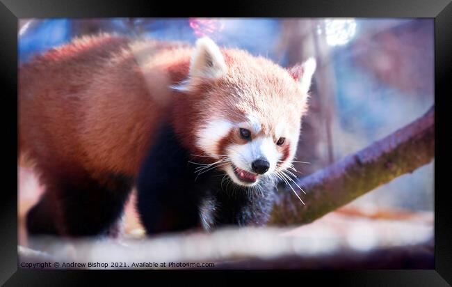 Red panda enjoys the morning spring Framed Print by Andrew Bishop