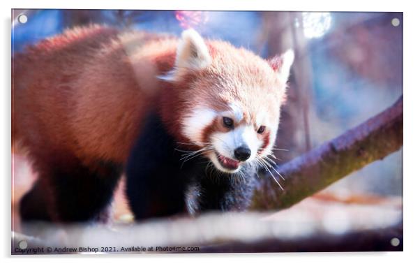 Red panda enjoys the morning spring Acrylic by Andrew Bishop