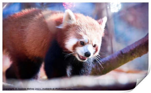 Red panda enjoys the morning spring Print by Andrew Bishop