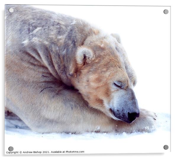 The sleeping bear Acrylic by Andrew Bishop