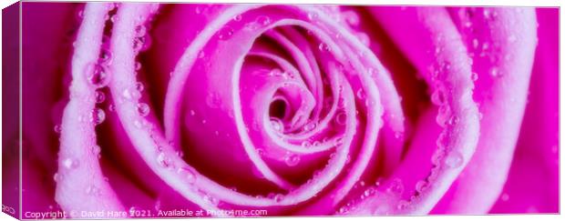 Pink Rose Canvas Print by David Hare