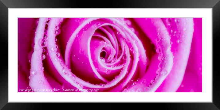 Pink Rose Framed Mounted Print by David Hare