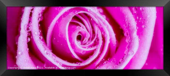 Pink Rose Framed Print by David Hare