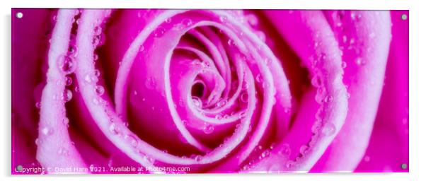 Pink Rose Acrylic by David Hare