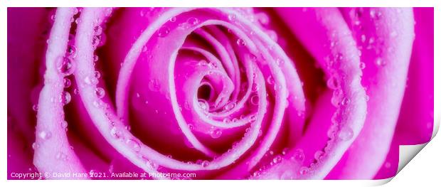 Pink Rose Print by David Hare