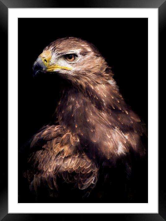 Hawk eye Framed Mounted Print by Andrew Bishop