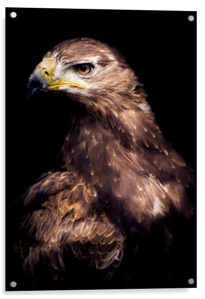 Hawk eye Acrylic by Andrew Bishop