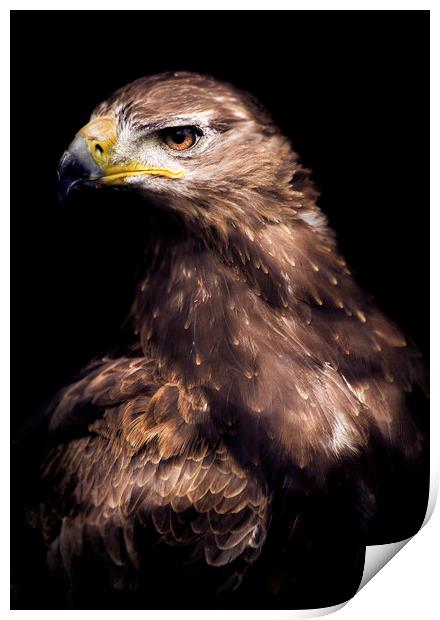 Hawk eye Print by Andrew Bishop