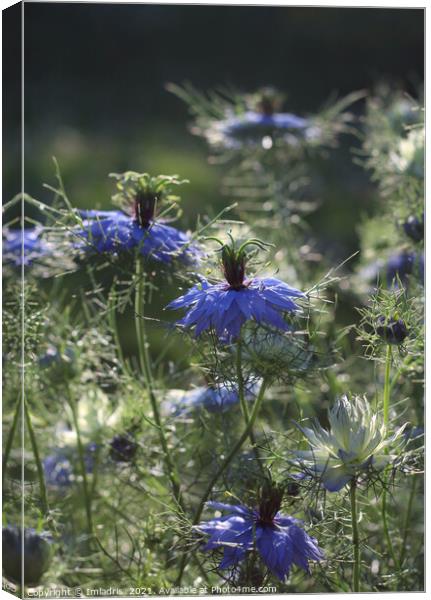 Beautiful Blue Nigella Flowers Canvas Print by Imladris 