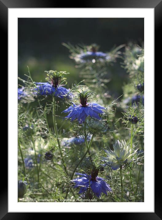 Beautiful Blue Nigella Flowers Framed Mounted Print by Imladris 