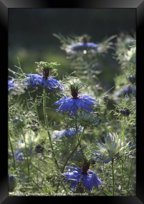 Beautiful Blue Nigella Flowers Framed Print by Imladris 