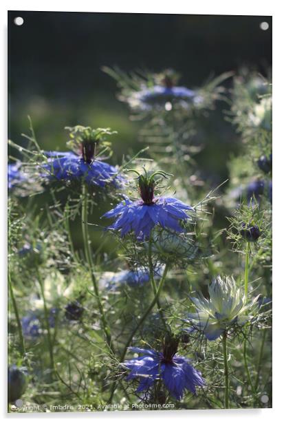 Beautiful Blue Nigella Flowers Acrylic by Imladris 
