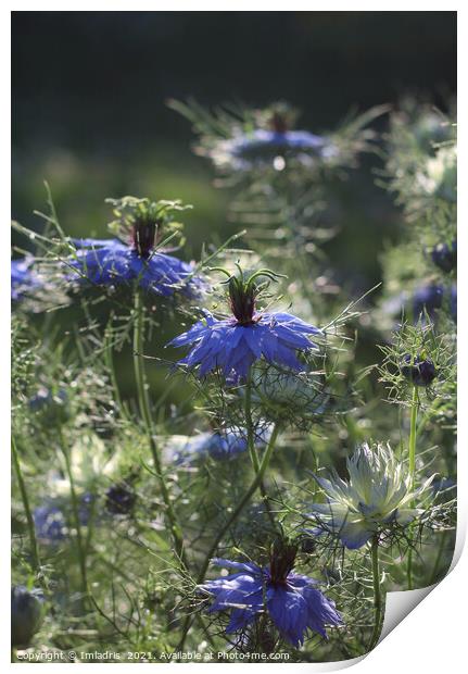 Beautiful Blue Nigella Flowers Print by Imladris 