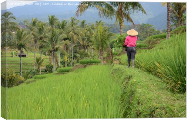 Female farmer wearing traditional paddy hat working in beautiful Canvas Print by Yann Tang