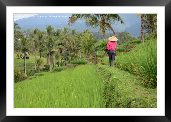 Female farmer wearing traditional paddy hat working in beautiful Framed Mounted Print by Yann Tang