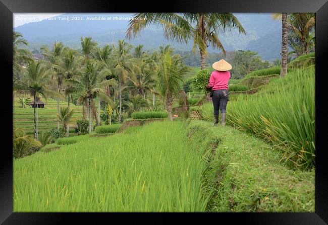 Female farmer wearing traditional paddy hat working in beautiful Framed Print by Yann Tang