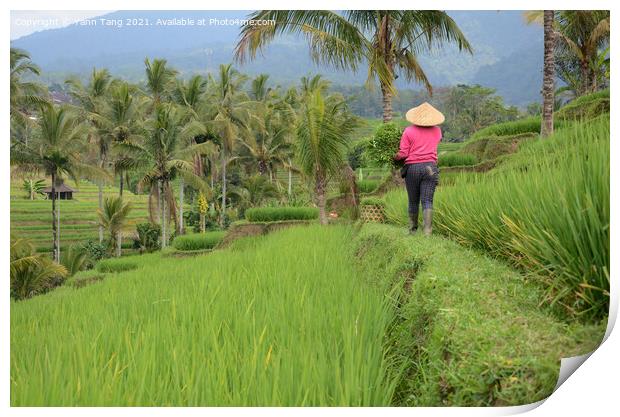 Female farmer wearing traditional paddy hat working in beautiful Print by Yann Tang