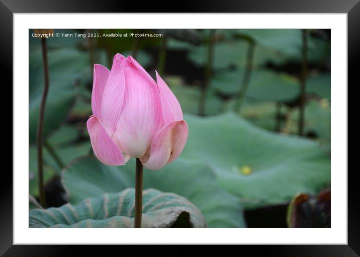 Bud of lotus flower in a pond Framed Mounted Print by Yann Tang