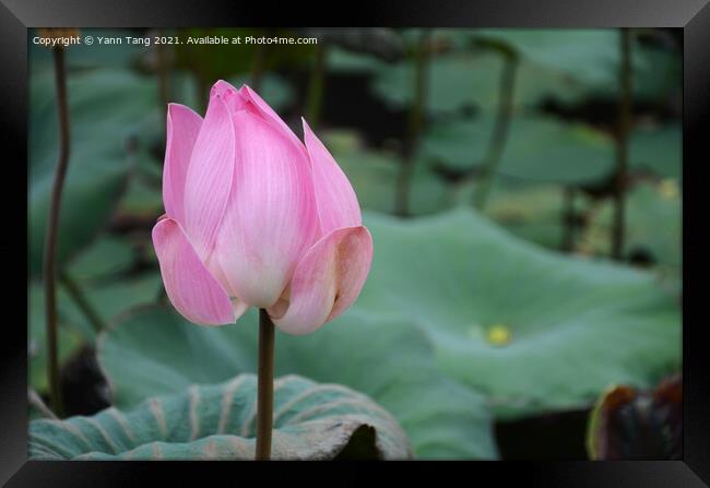 Bud of lotus flower in a pond Framed Print by Yann Tang
