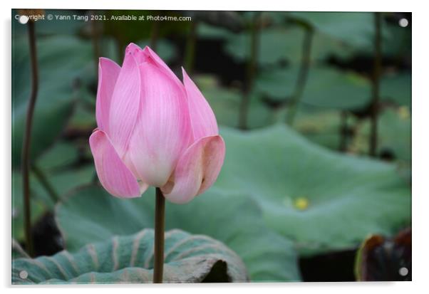 Bud of lotus flower in a pond Acrylic by Yann Tang